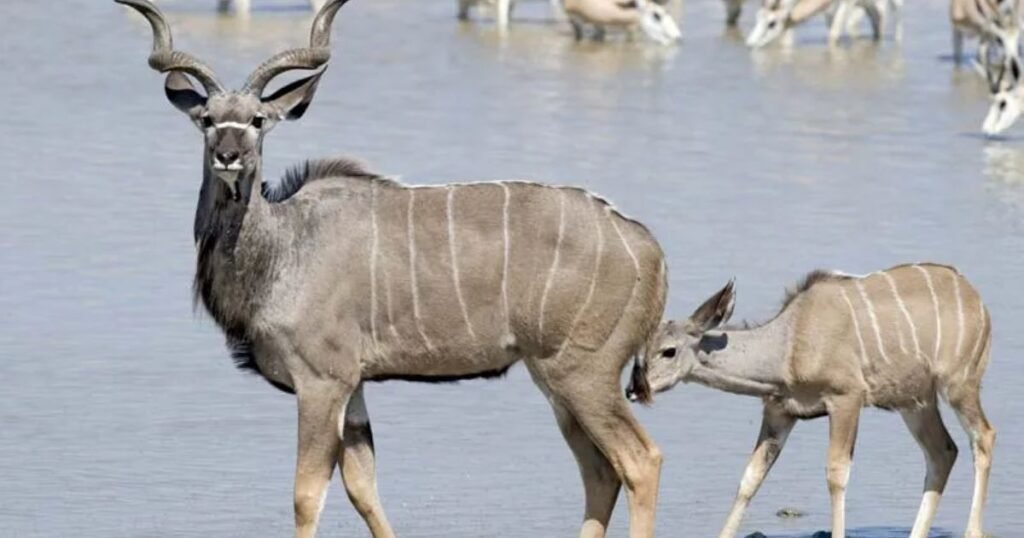 Greater Kudu animals that have stripes