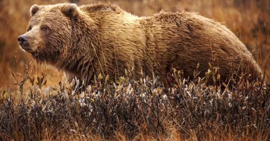 Grizzly Bear hungriest animals