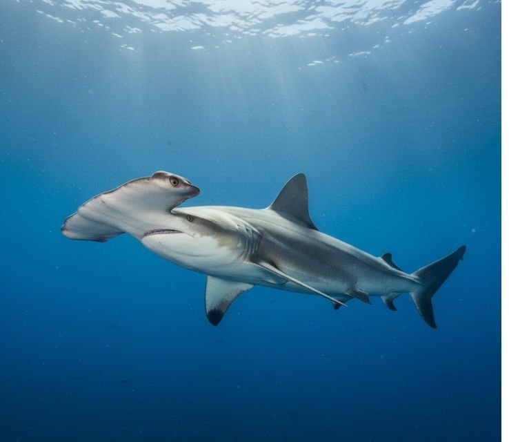 Hammerhead Sharks aruba wildlife