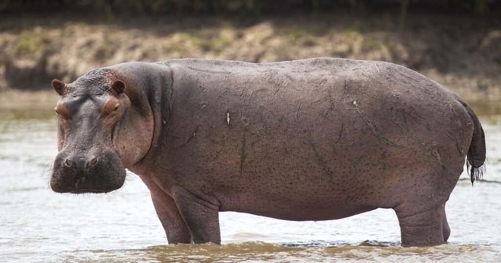 Hippopotamus animals that eat a lot,