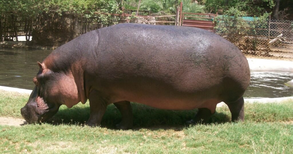 Hippopotamus animals that growl