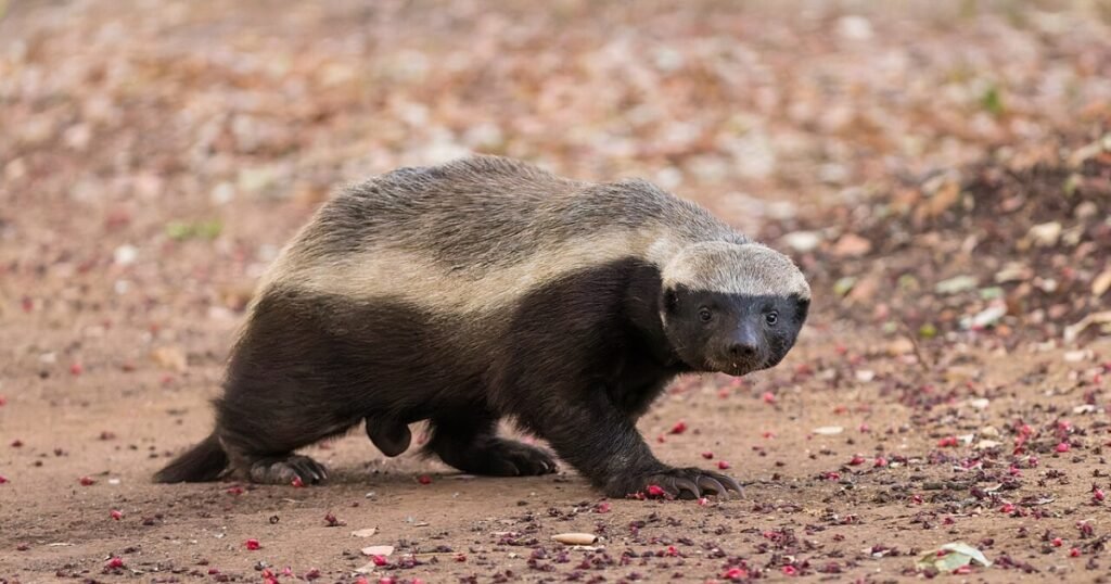 Honey Badgers greediest animals