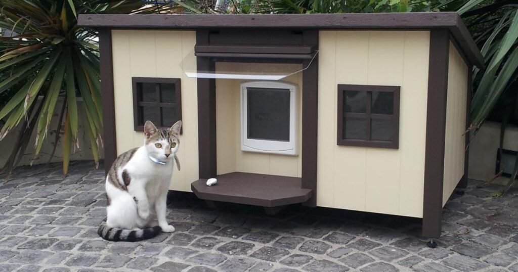 House Cat animals with sharp claws