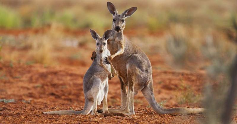 How Smart Are Kangaroos