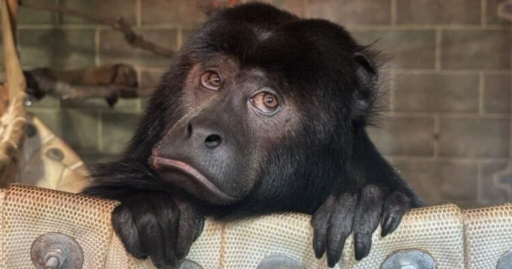 Howler Monkey long tail animal