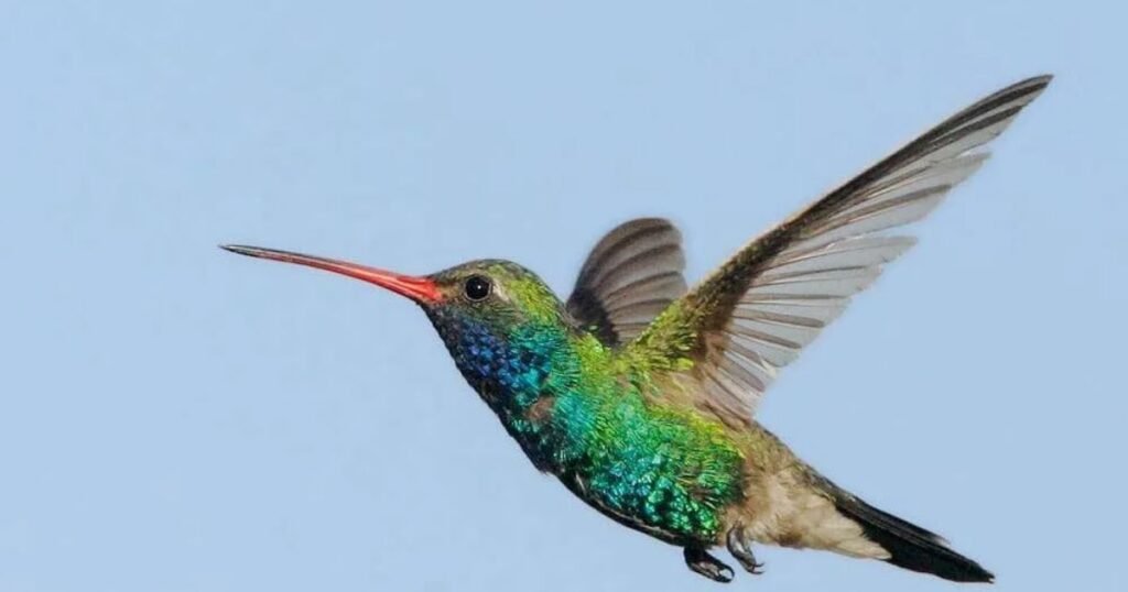 Hummingbirds what animal eats the most