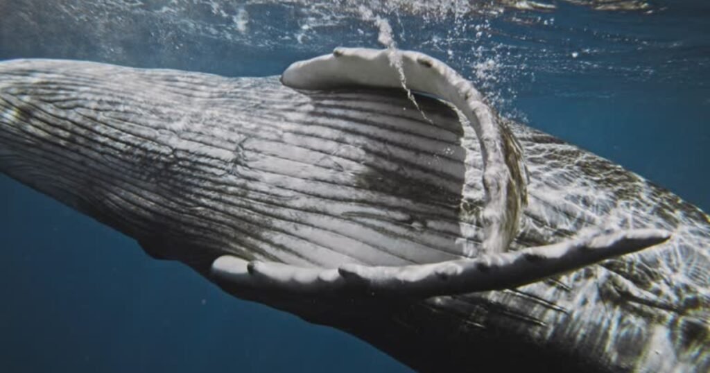 Humpback Whale Flippers Animals