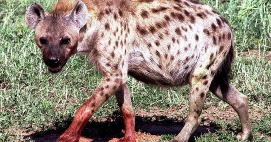 Hyenas Greedy animals
