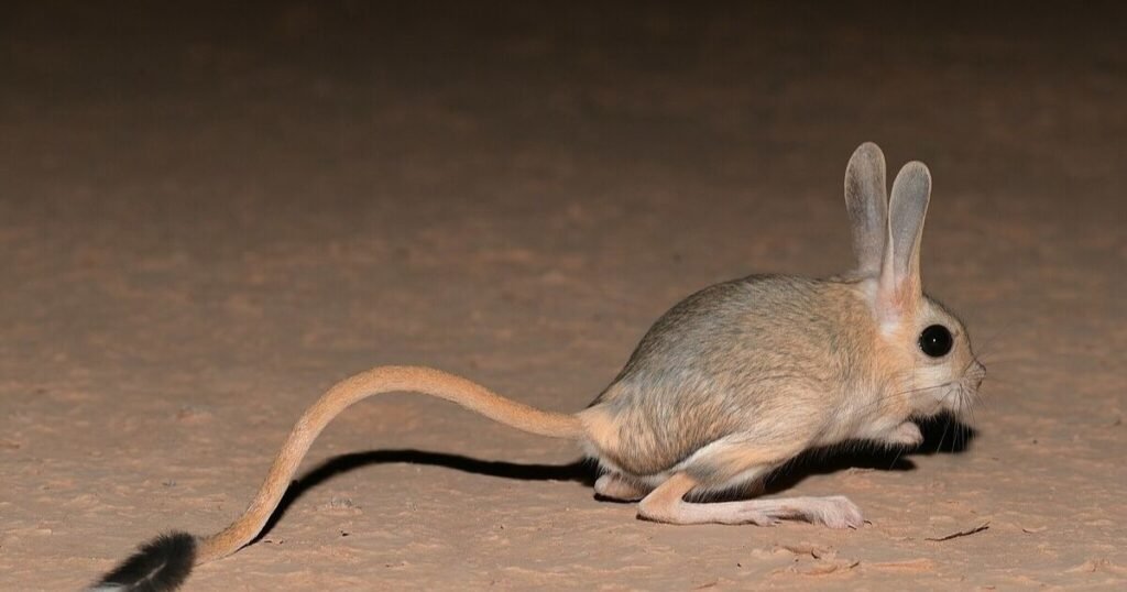 Jerboas long tail animal