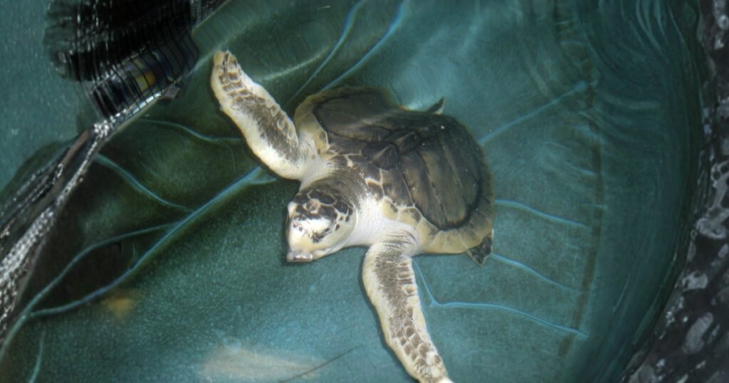Kemp’s Ridley Sea Turtle Flippers Animals