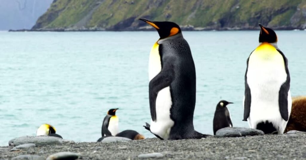 King Penguin Flippers Animals