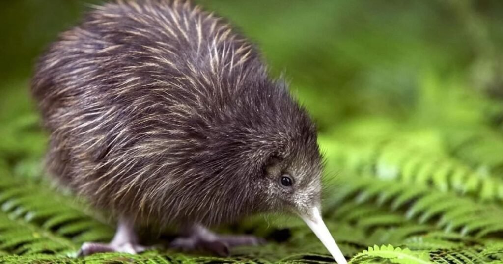 Kiwi Bird without Tail