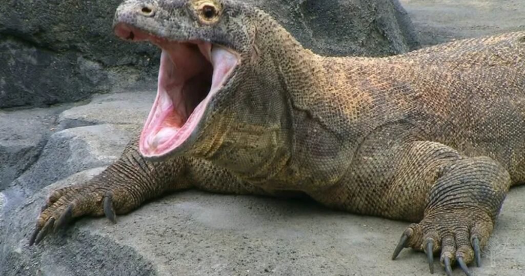 Komodo Dragons what animal eats a lot