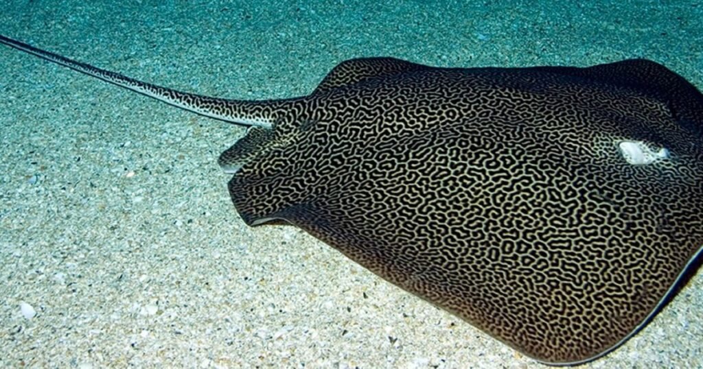 Leopard Whipray animals with long tails