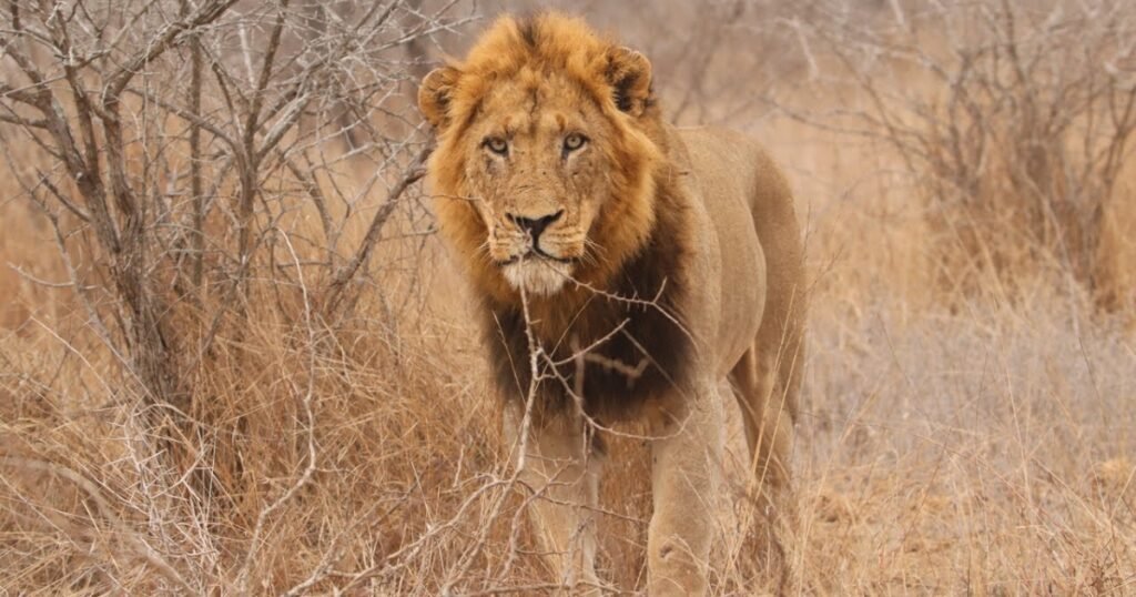 Lion What animals growl