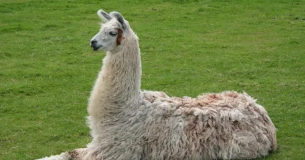 Llama stubborn animals