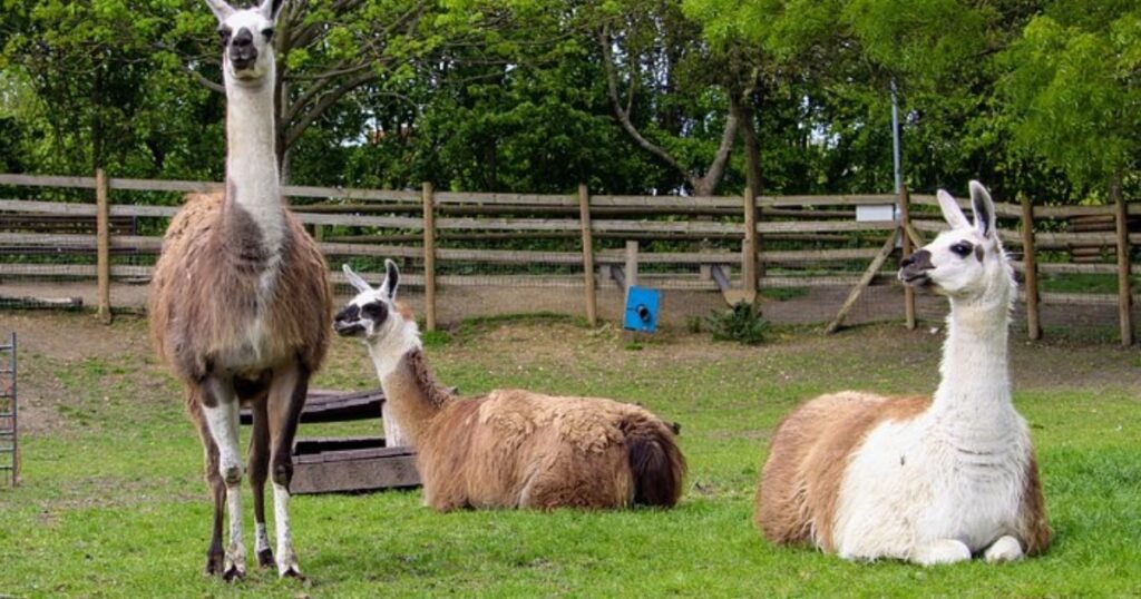 Llamas growl sound animal