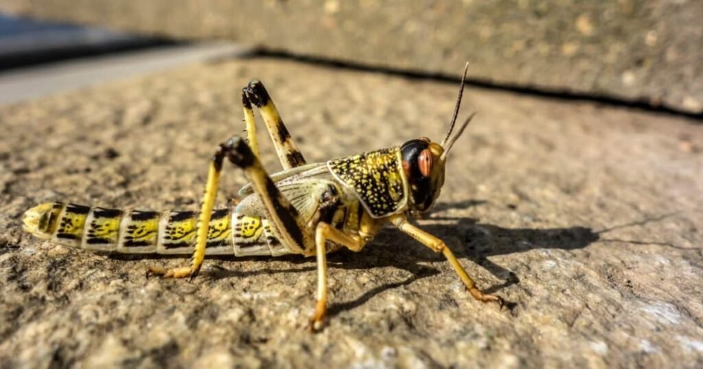 Locusts animals that eat a lot,