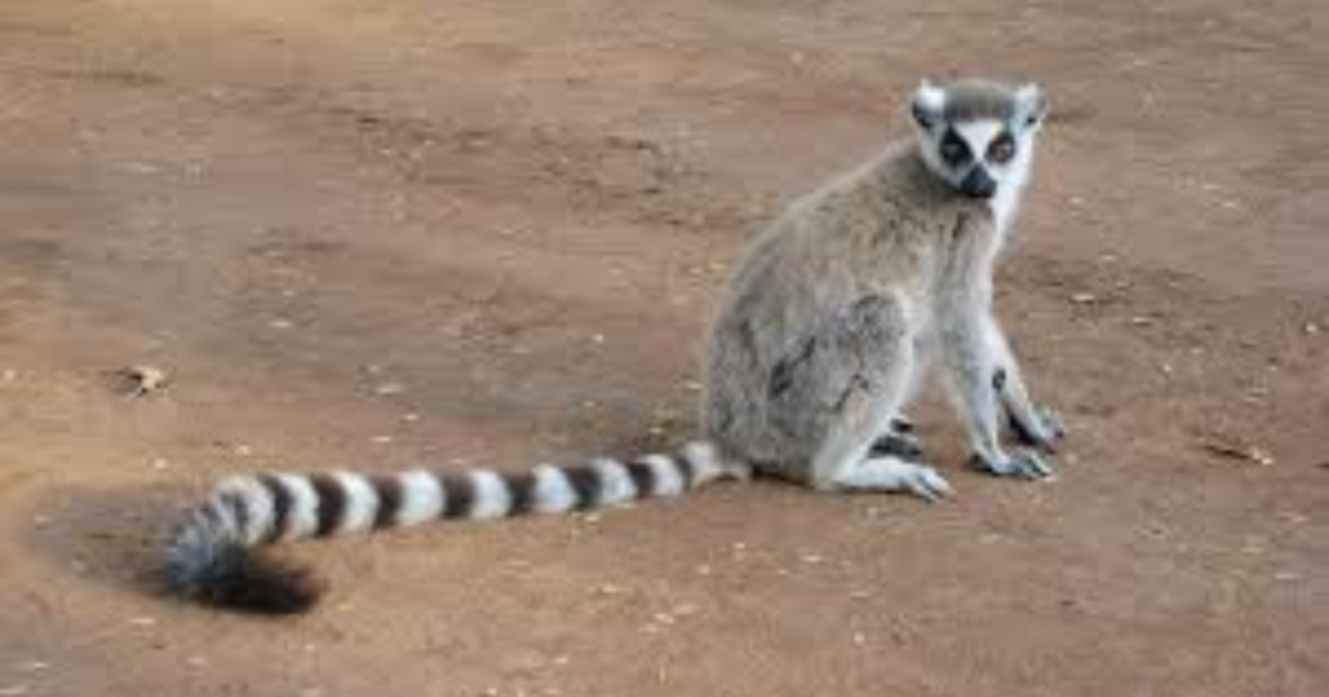 Top 20 Long Tail Animals (With Pictures)