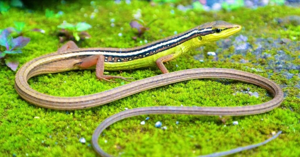 Long-Tailed Grass Lizard animals with tails list