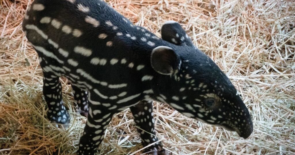 Malayan Tapir african mammal with striped legs