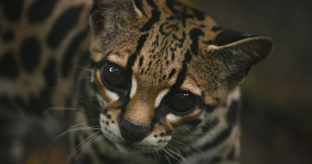 Margay is Like Fox