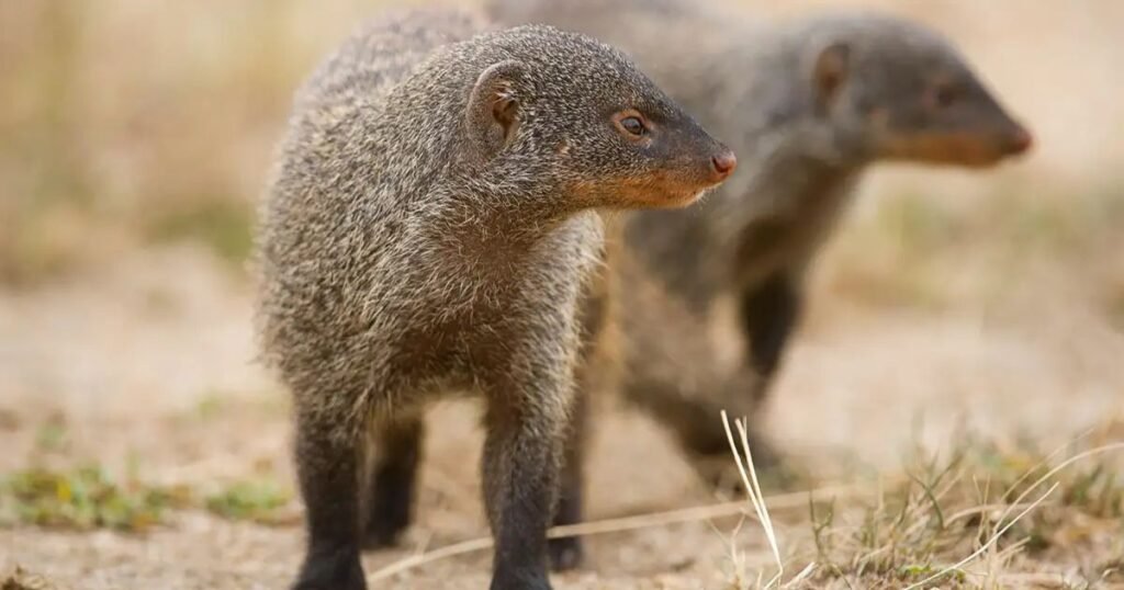 Mongooses Similar to Foxes