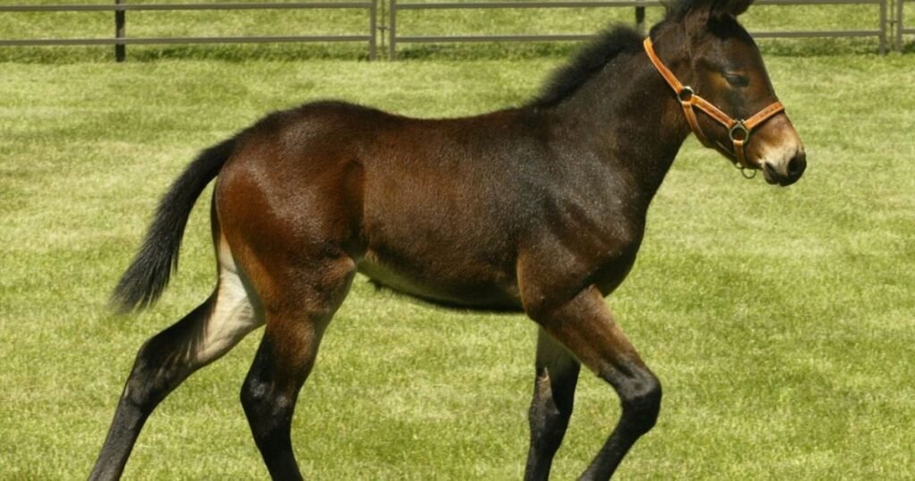 Mules animals known for being aggressive and stubborn