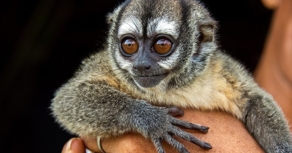 Night Monkey Small Monkey