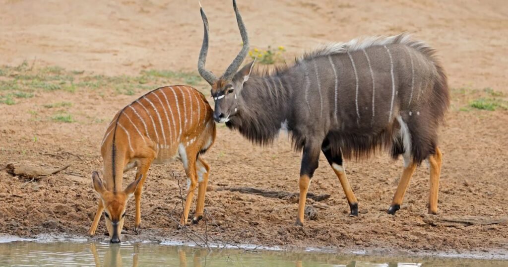 Nyala striped animals