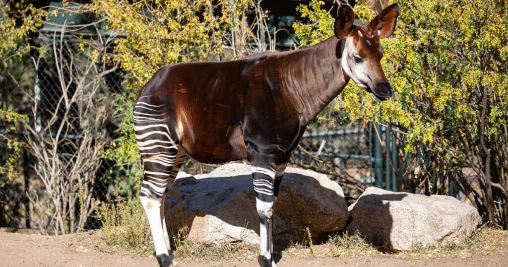 Okapi striped animals