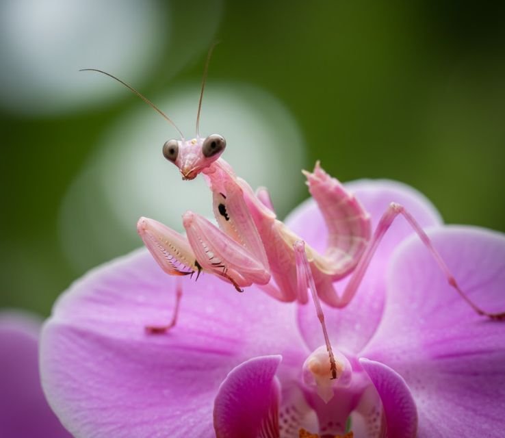 Orchid Mantis sneaky animals