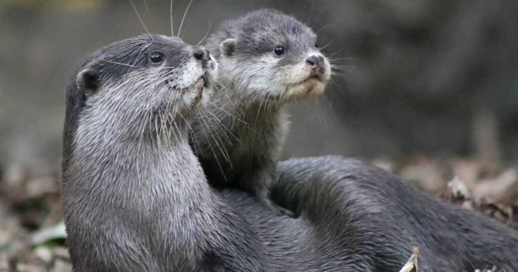 Otter small ears