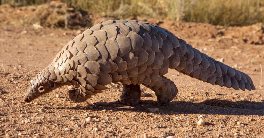 Pangolin what animal has the longest tail