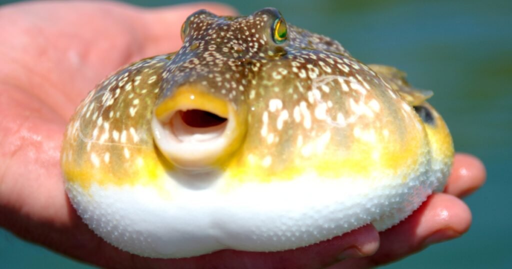Pufferfish animals that eat a lot