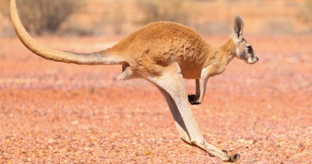 Red Kangaroo an animal with long tail