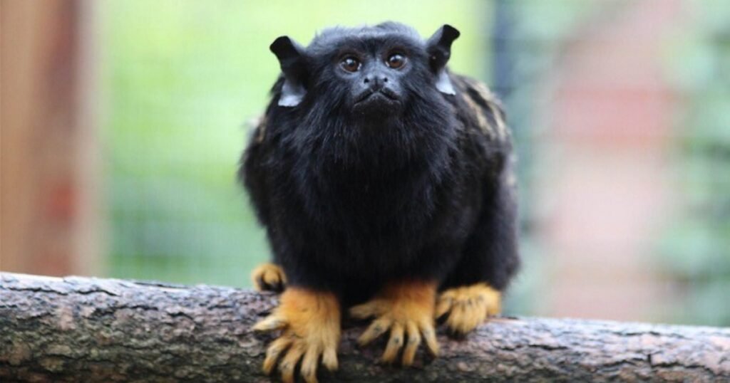 Red handed Tamarin Small Monkey