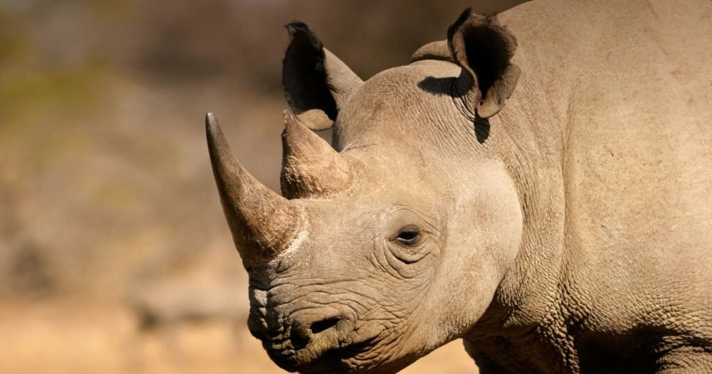 Rhinoceros with small ears 