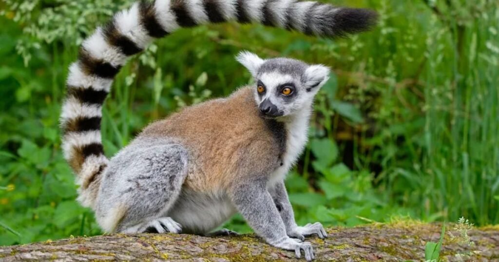 Ring-tailed Lemur animals with tails list