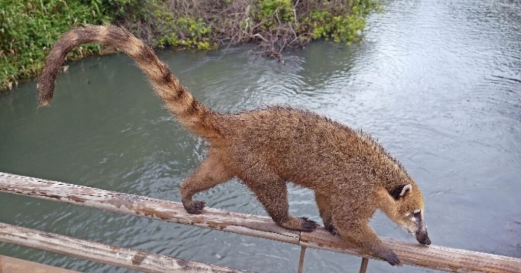 Ring-tailed coatis which land animal has the longest tail