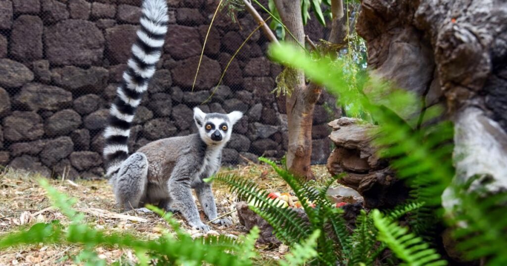 Ring-tailed lemur 5 animals with stripes