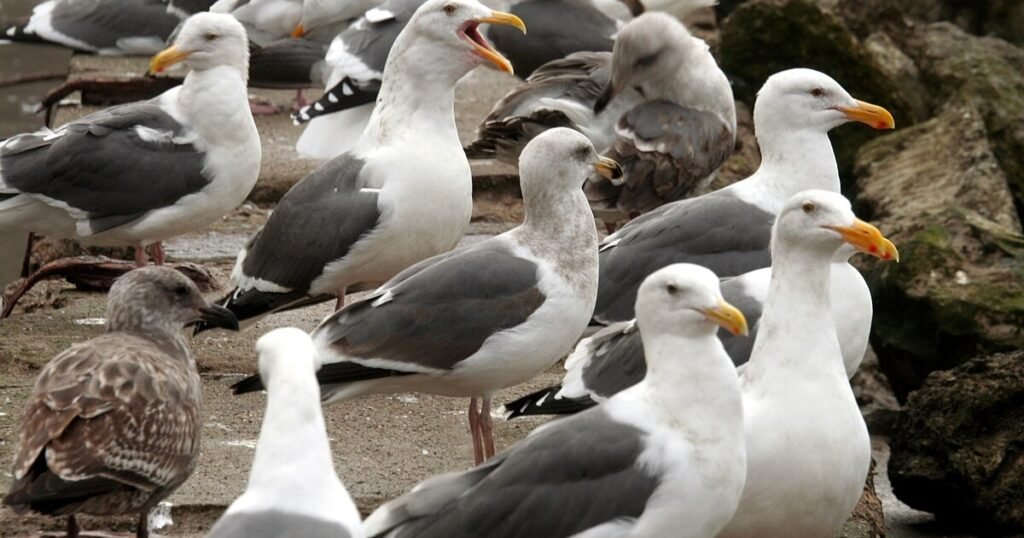 Seagulls greediest animals