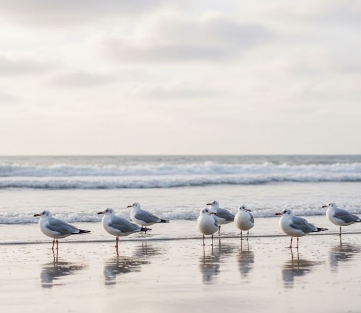 Seagulls Most Dirtiest Animals In The World