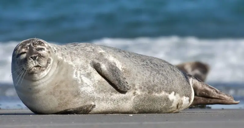 Seal having small ears 