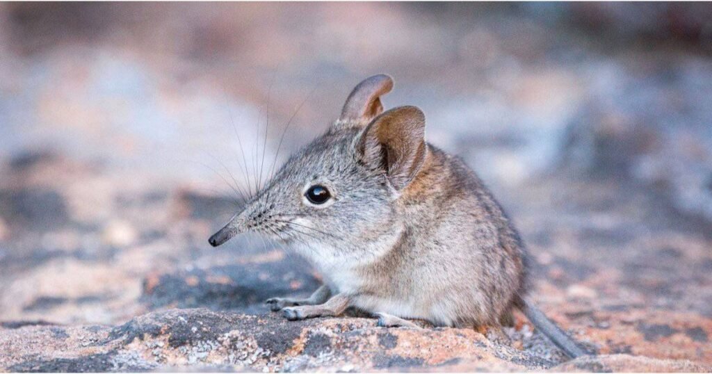 Shrew with small ears