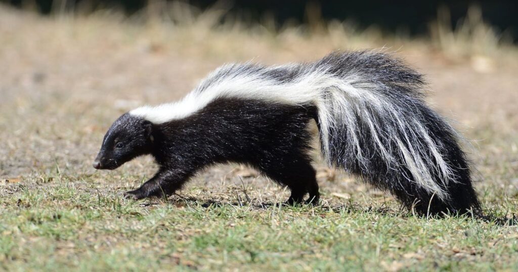 Skunks is like fox