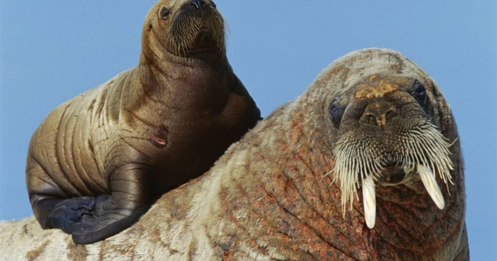 Small ear walrus