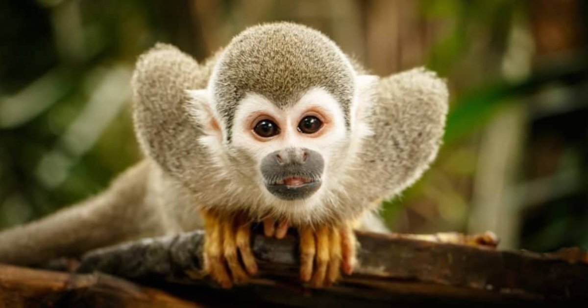 Small monkey