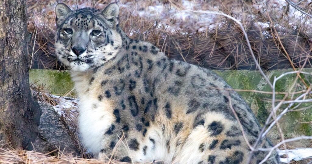 Snow Leopard long tail animals