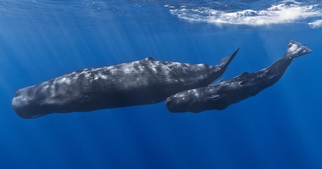 Sperm Whale animals that eat a lot,